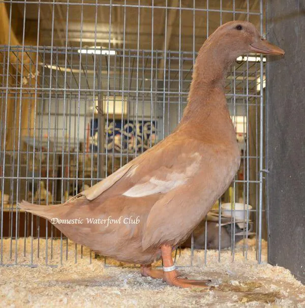 female buff orpington duck exhibition