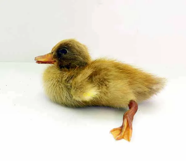 buff orpington duckling