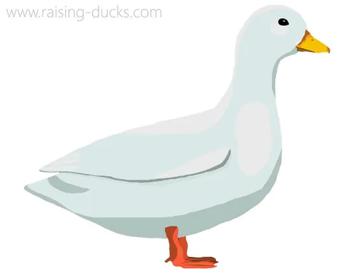 call duck breed graphic