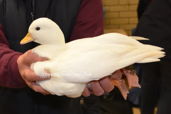 white call duck at a show
