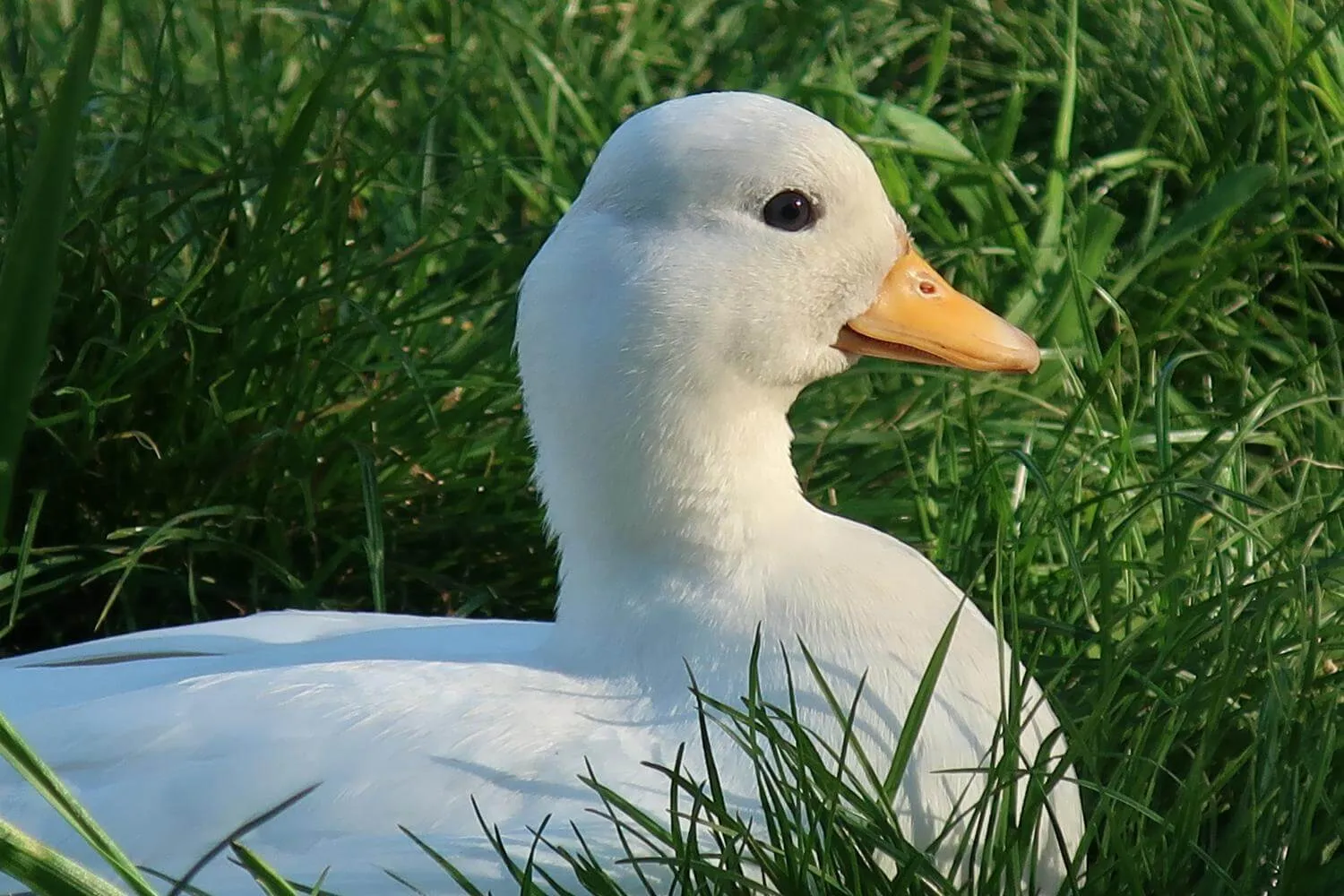 white call duck head closeup
