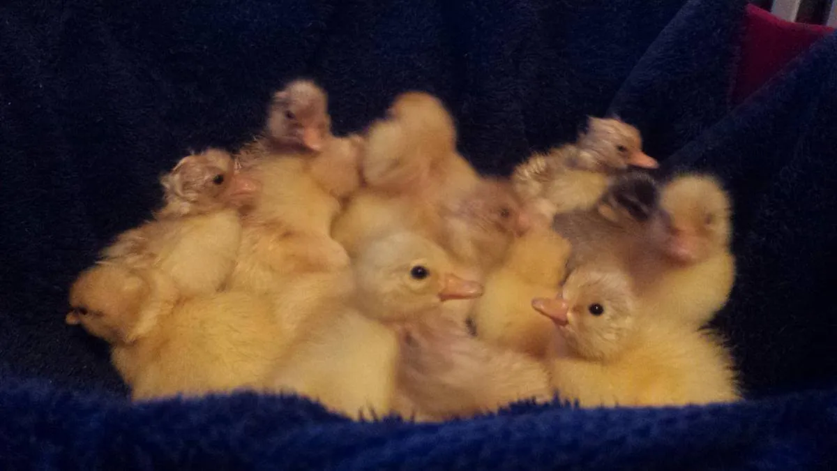 The Call duck breed guide — Raising Ducks