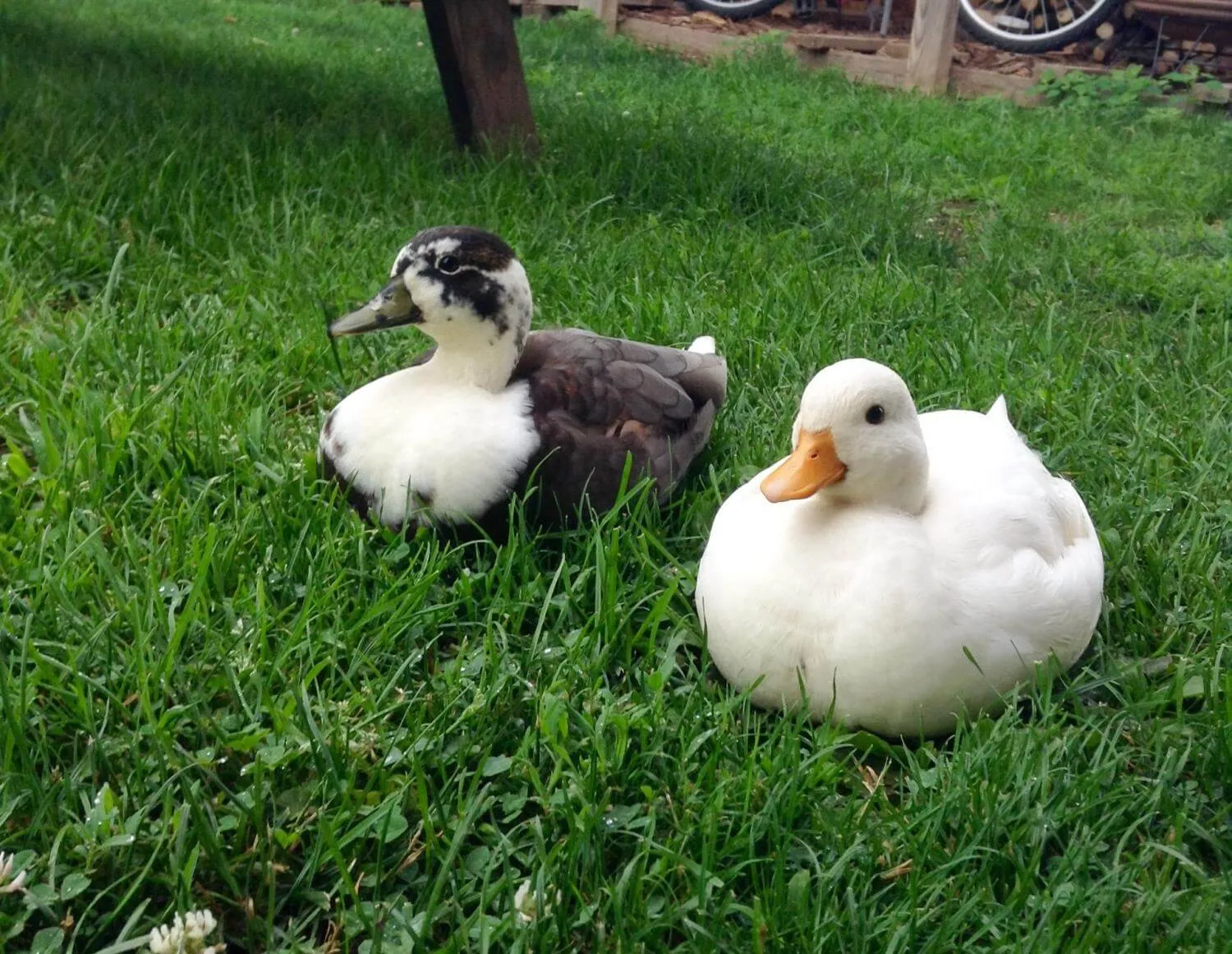 two call ducks sitting in grass