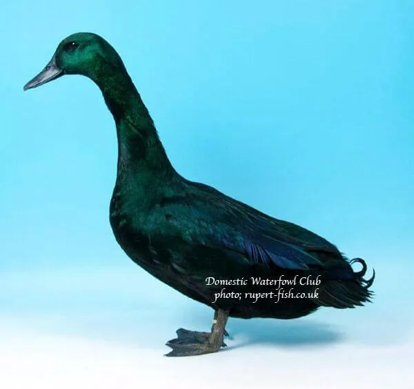 Cayuga Duck Complete Breed Guide — Raising Ducks