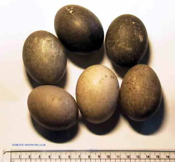 black and gray cayuga duck eggs