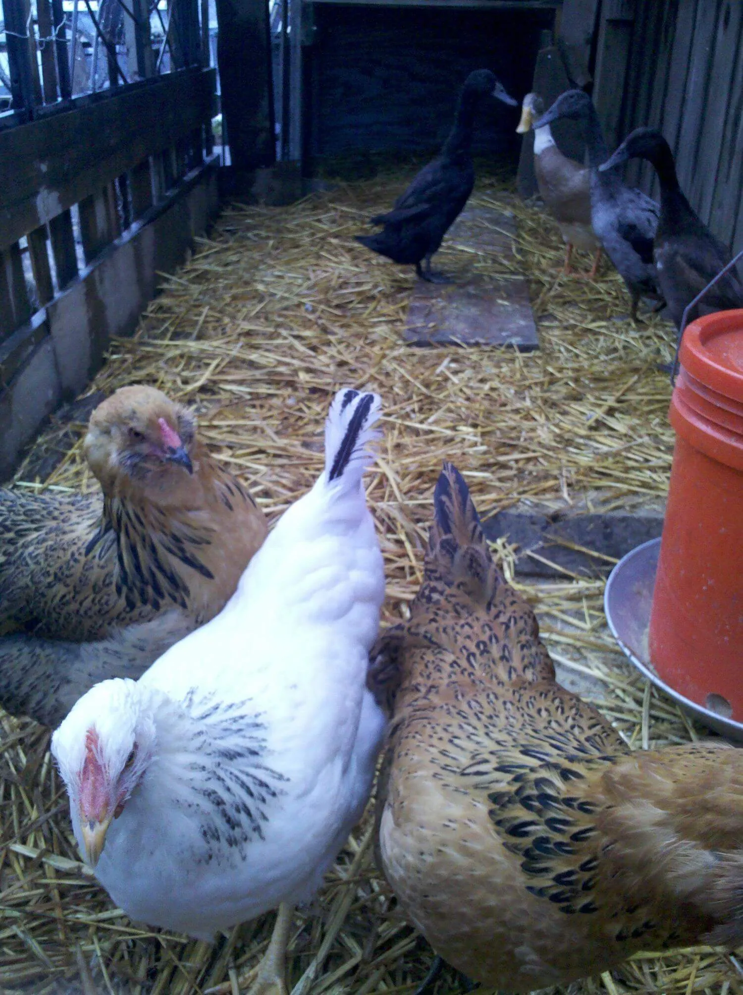 four ducks and three chickens sharing a coop