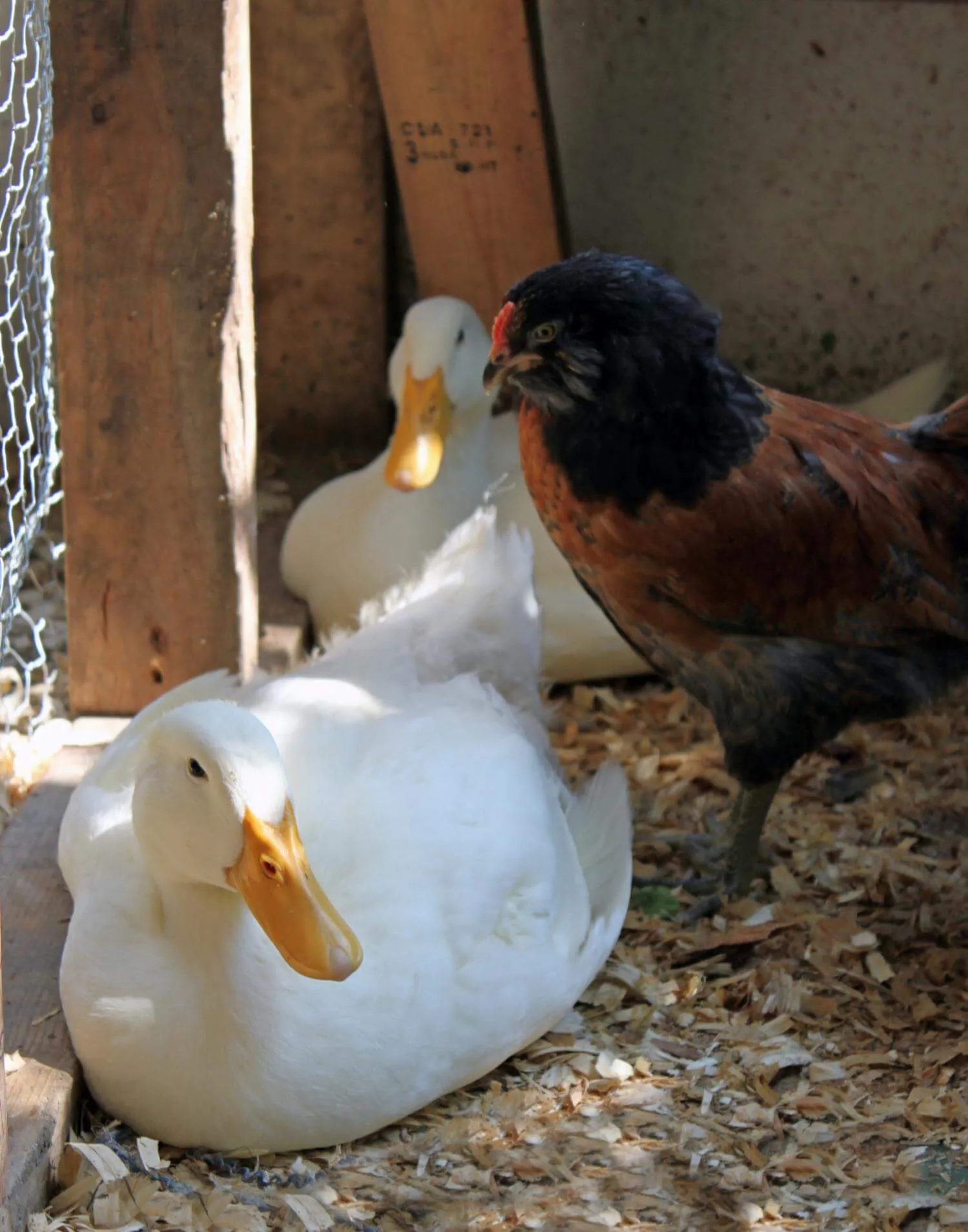 two white pekin ducks and a chicken resting on coop bedding