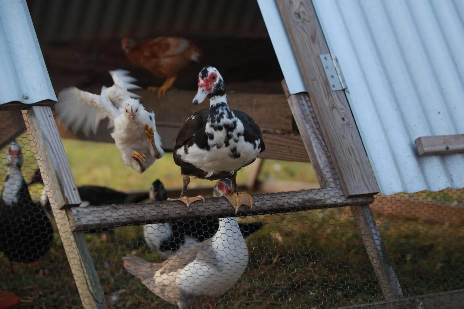 Keeping ducks and chickens together your ultimate guide — Raising Ducks