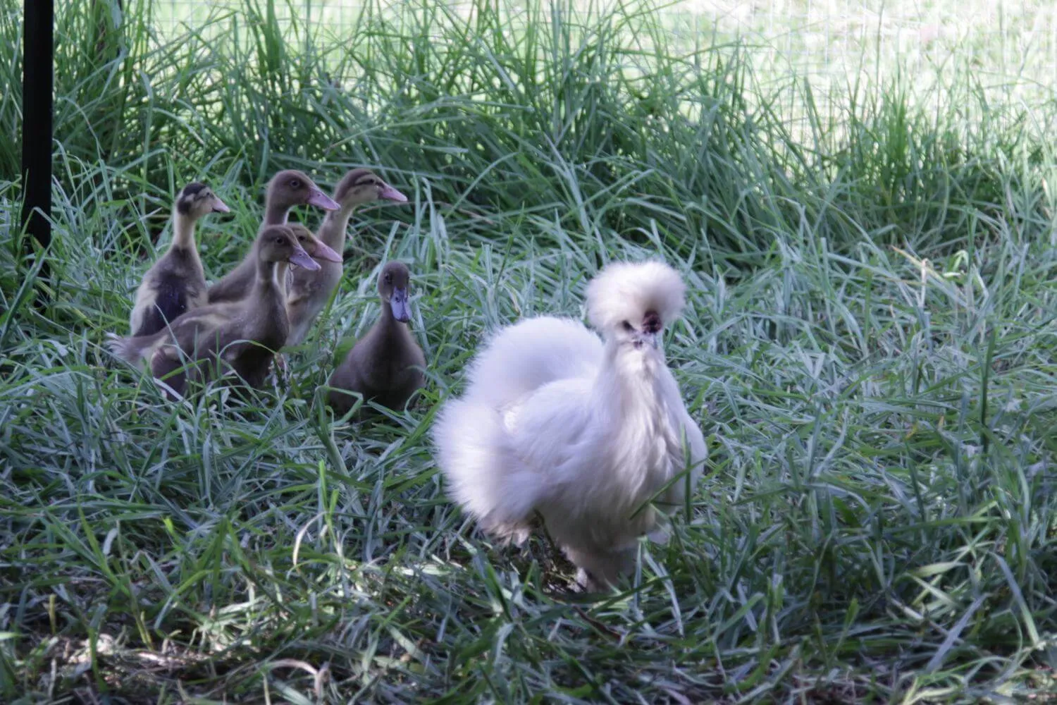 silkie chicken brooding ducklings