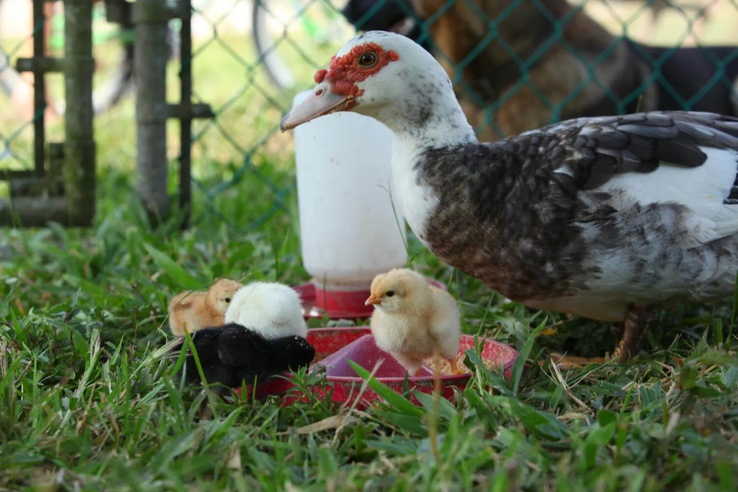 muscovy duck raising chicks