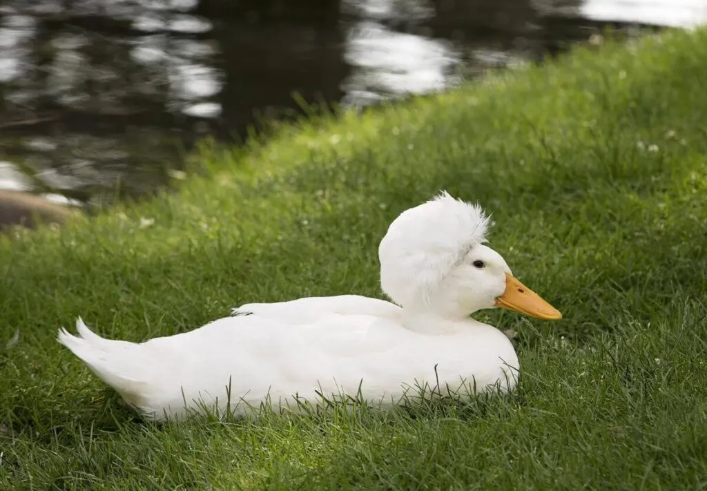 crested duck