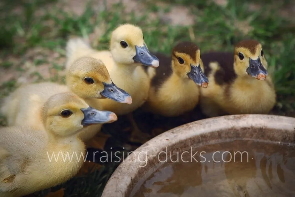 five 18-day-old muscovy ducklings