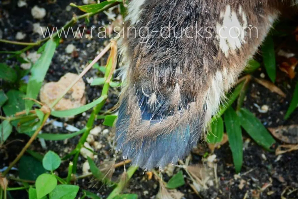 4-week-old female muscovy duckling tail feather growth