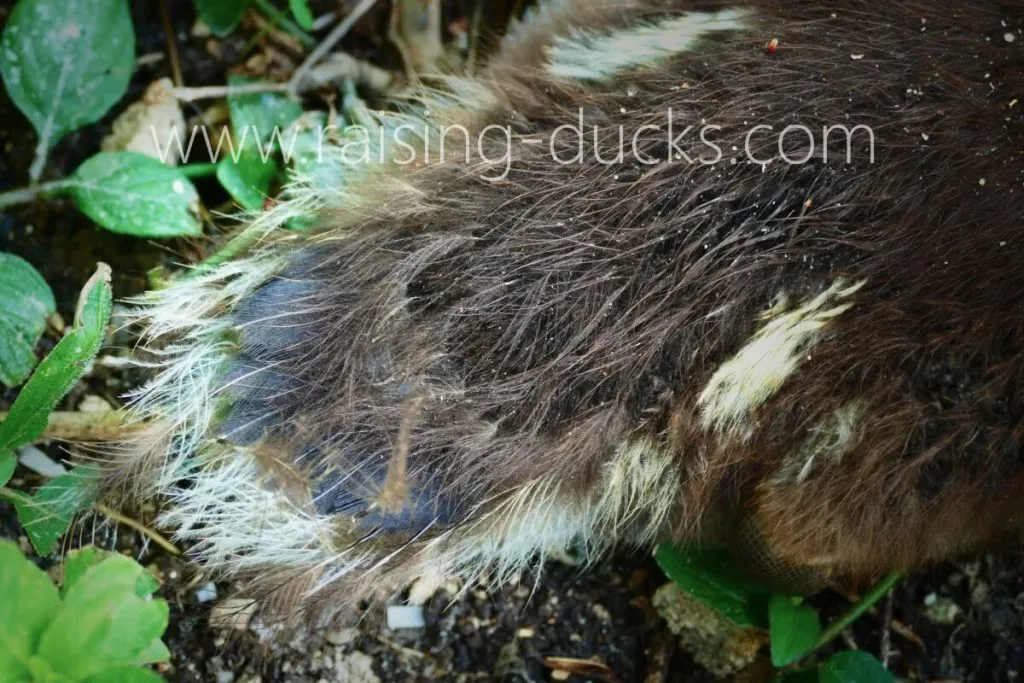 4-week old female muscovy duckling tail feather growth