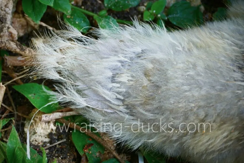 4-week-old muscovy drake duckling tail feather growth
