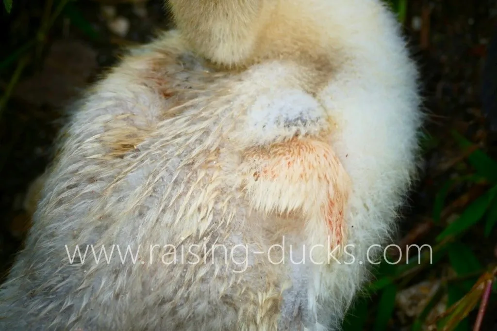 4-week-old muscovy drake duckling wing feather growth