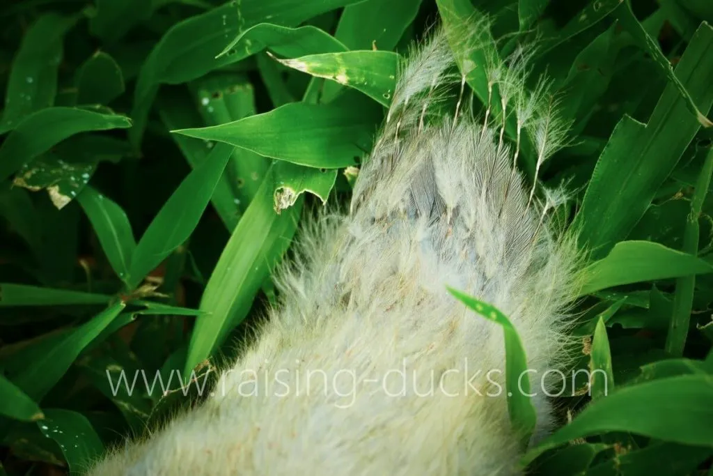 4-week-old male muscovy duckling tail feathers