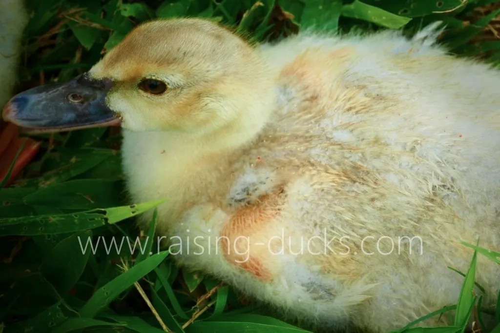 4-week-old muscovy drake duckling feather development
