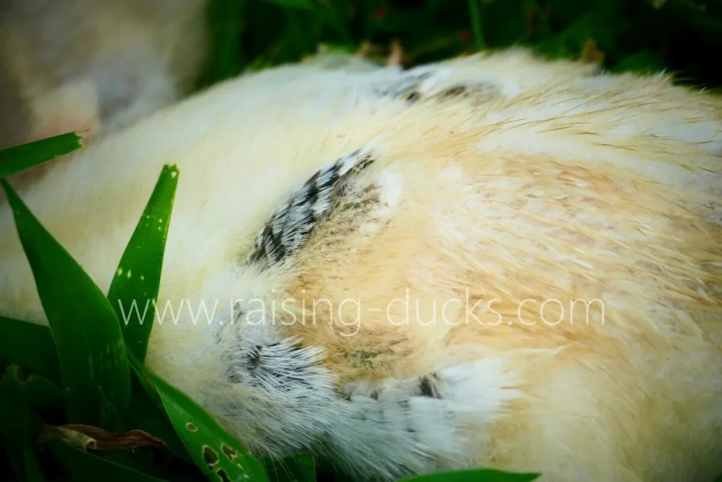 4-week-old female muscovy duckling wing feather growth