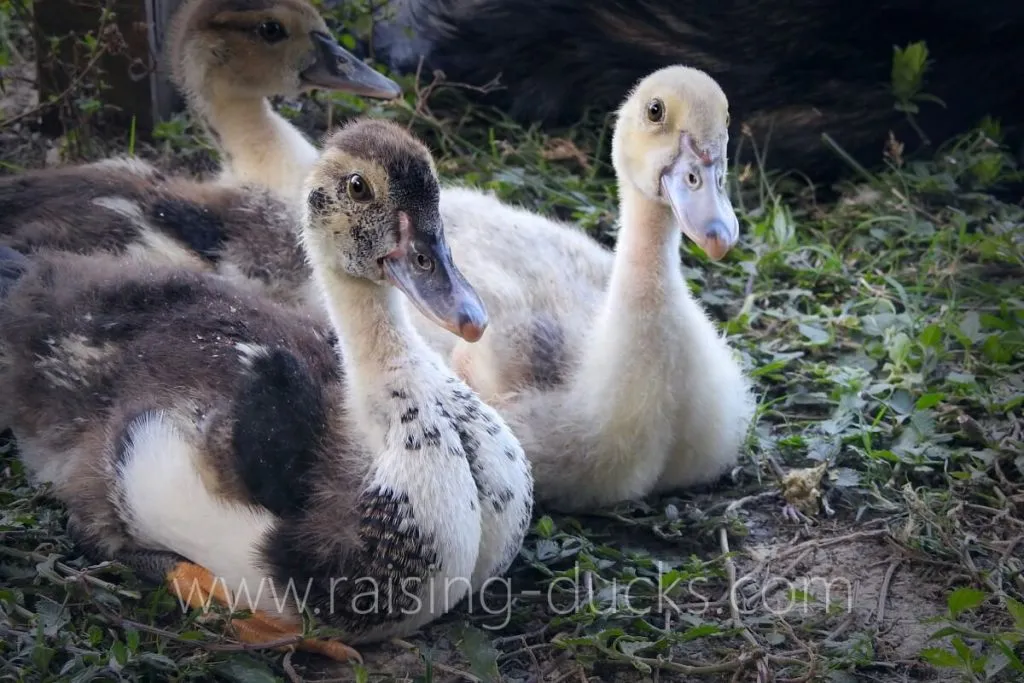 sexing muscovy ducklings how to tell male or female