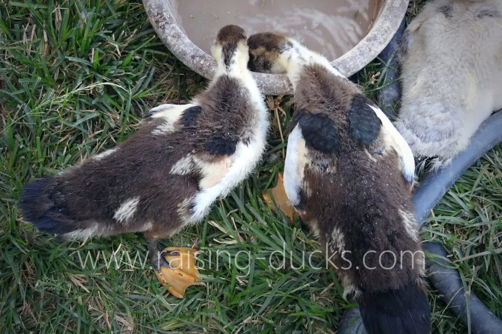 two 5-week-old muscovy ducklings drinking