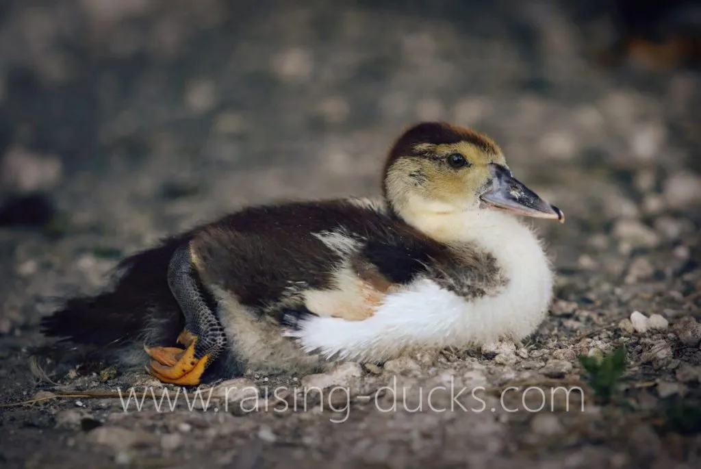 5-week-old female muscovy duckling