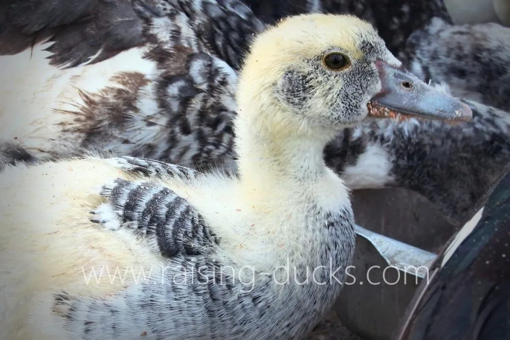 5-week-old female muscovy duckling feather growth