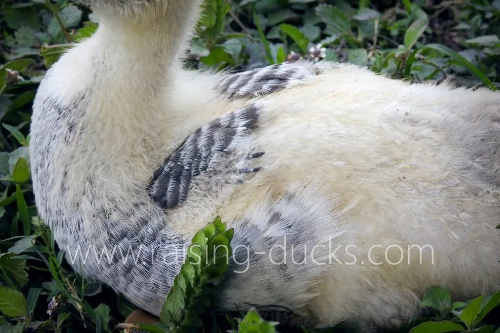 body and feathers of 5-week-old female muscovy duckling