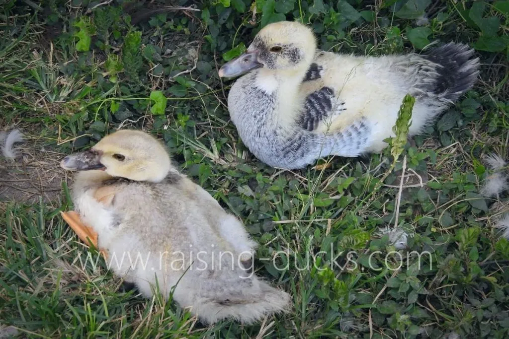 how to sex muscovy ducklings male or female