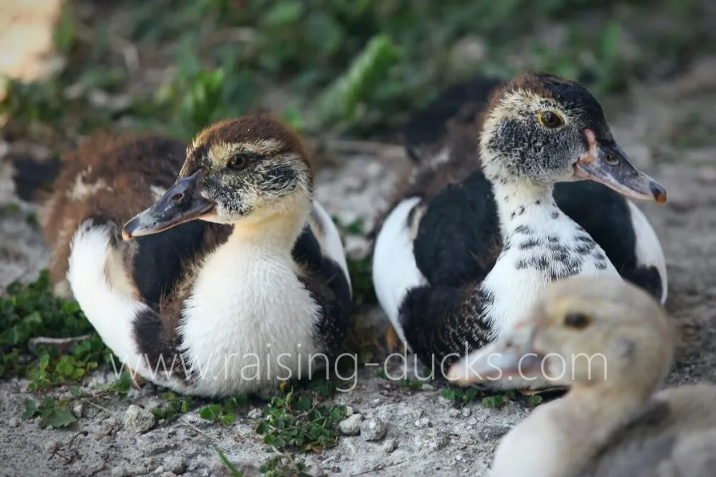 two 6-week-old female muscovy ducklings