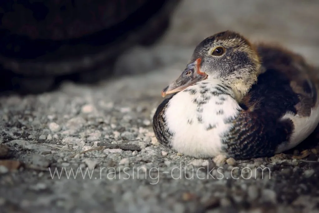 6-week-old female muscovy duckling
