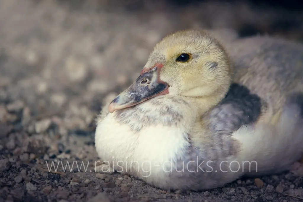 6-week-old male muscovy duckling