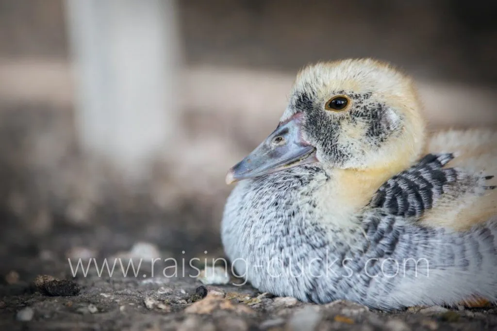 6-week-old female muscovy duckling