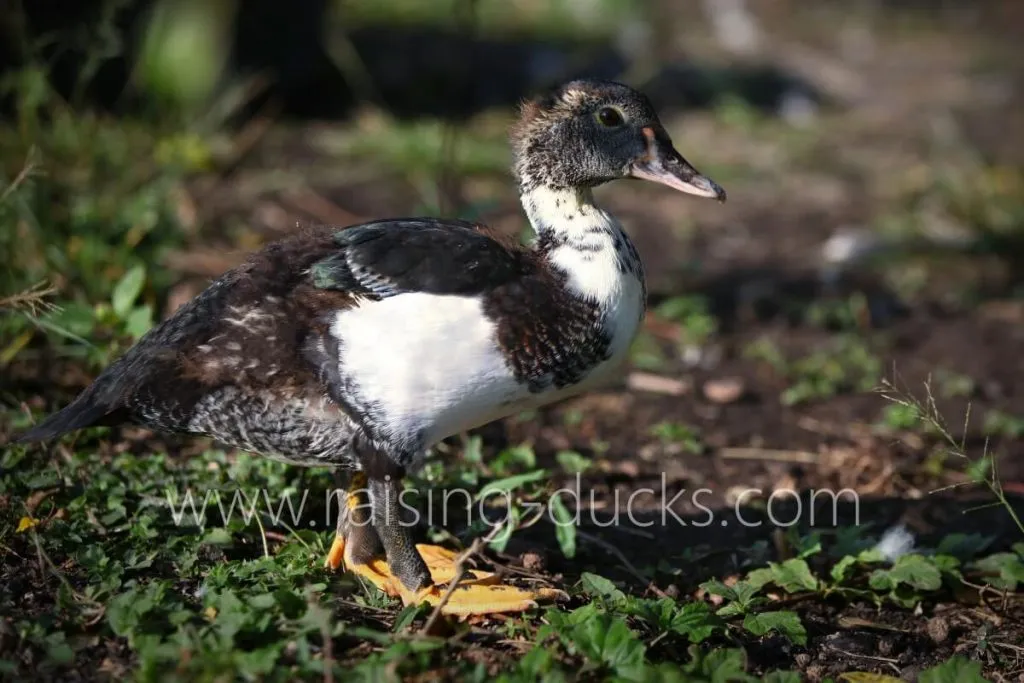 7-week-old black female muscovy duckling outside