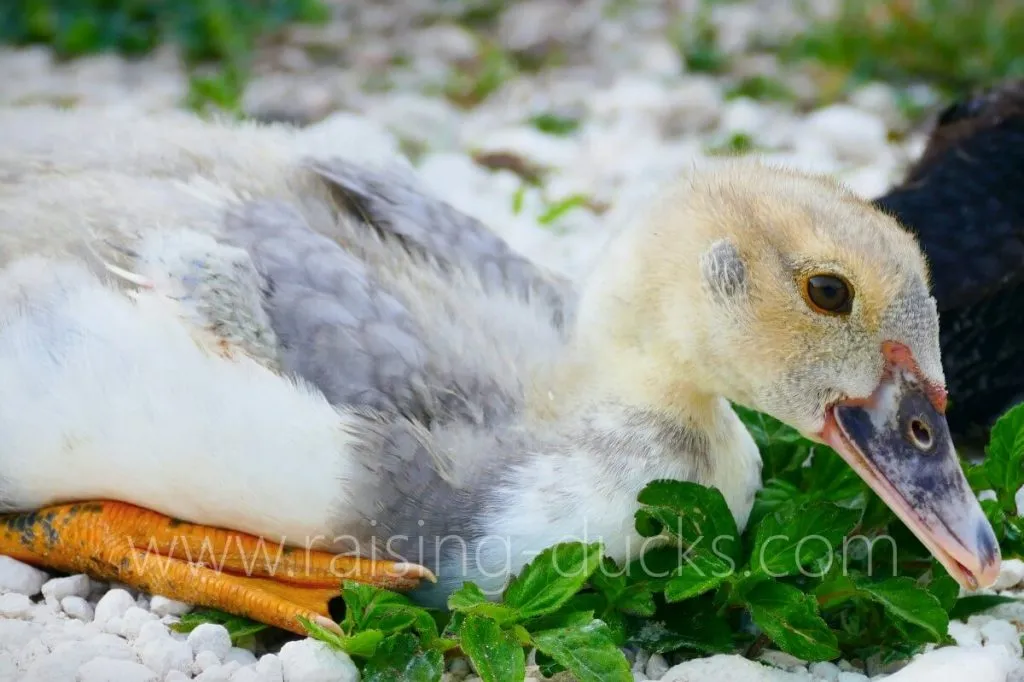 7-week-old silver male muscovy duckling