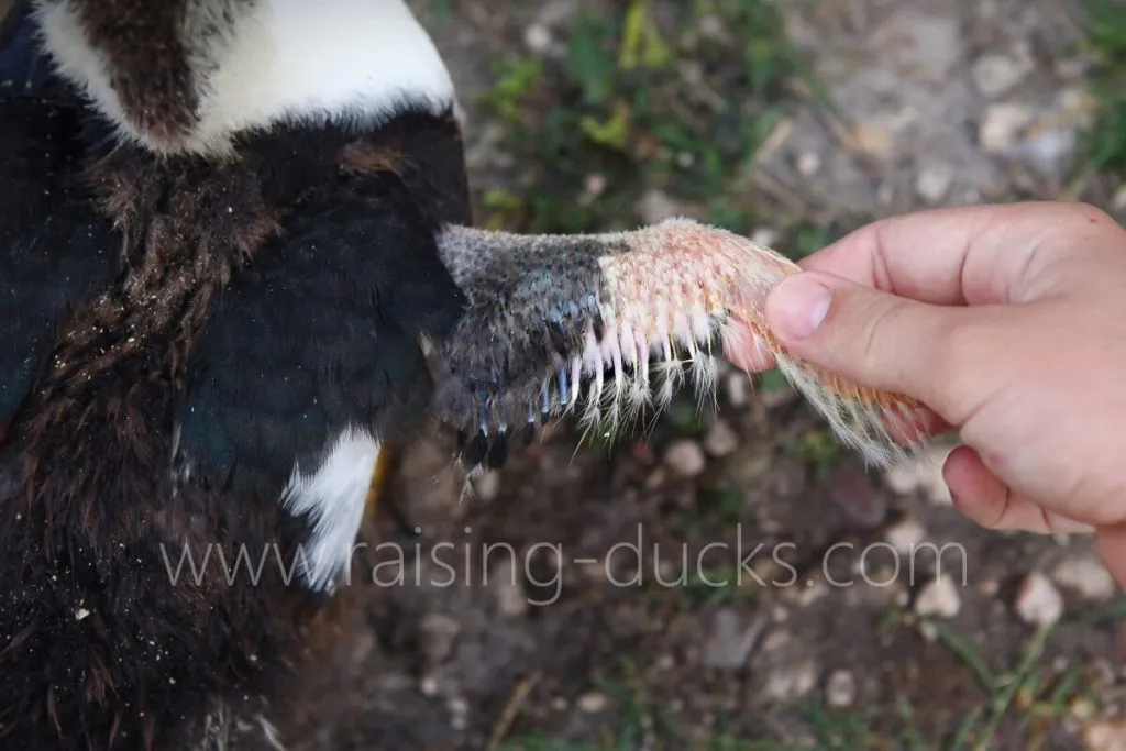 wing feather quills 7-week-old female muscovy duckling