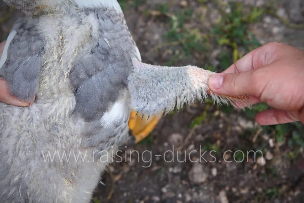 wing feathers of 7-week-old male muscovy