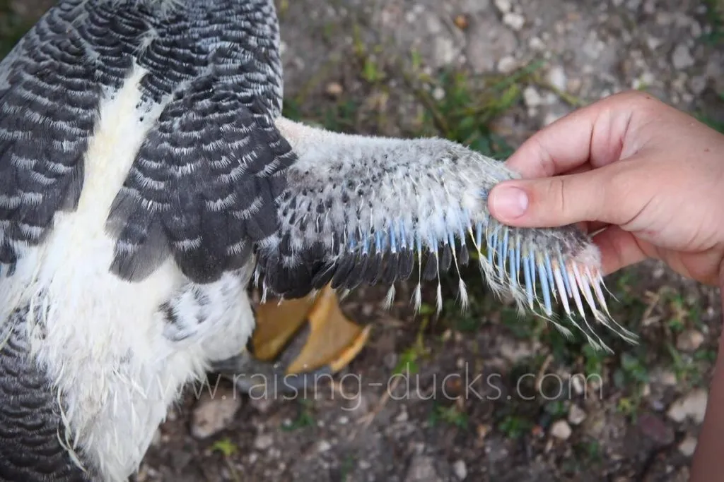 wing feathers quills of 7-week-old female muscovy duckling