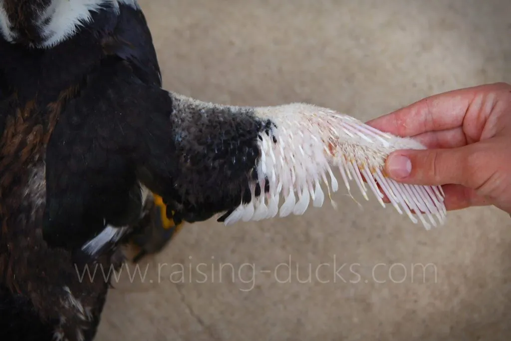 wing feathers 8-week-old female muscovy duckling