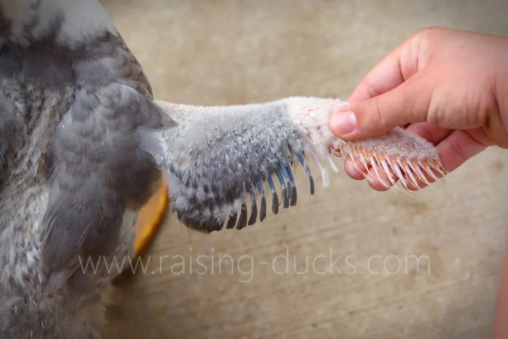 wing feathers 8-week-old male muscovy duck