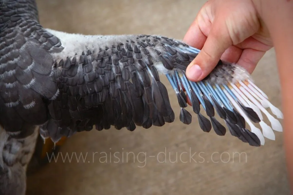 wing feather quills 8-week-old female muscovy duckling