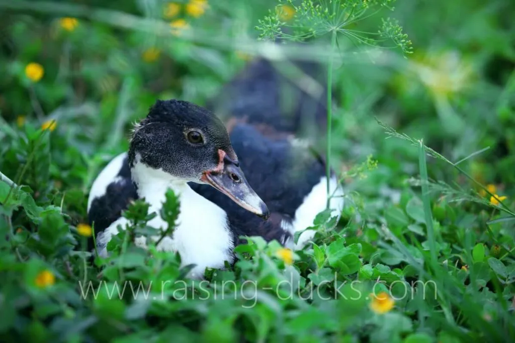 9-week-old female muscovy juvenile duck free range