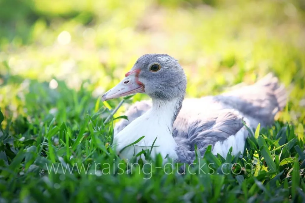 9-week-old male muscovy duck outside grass free range