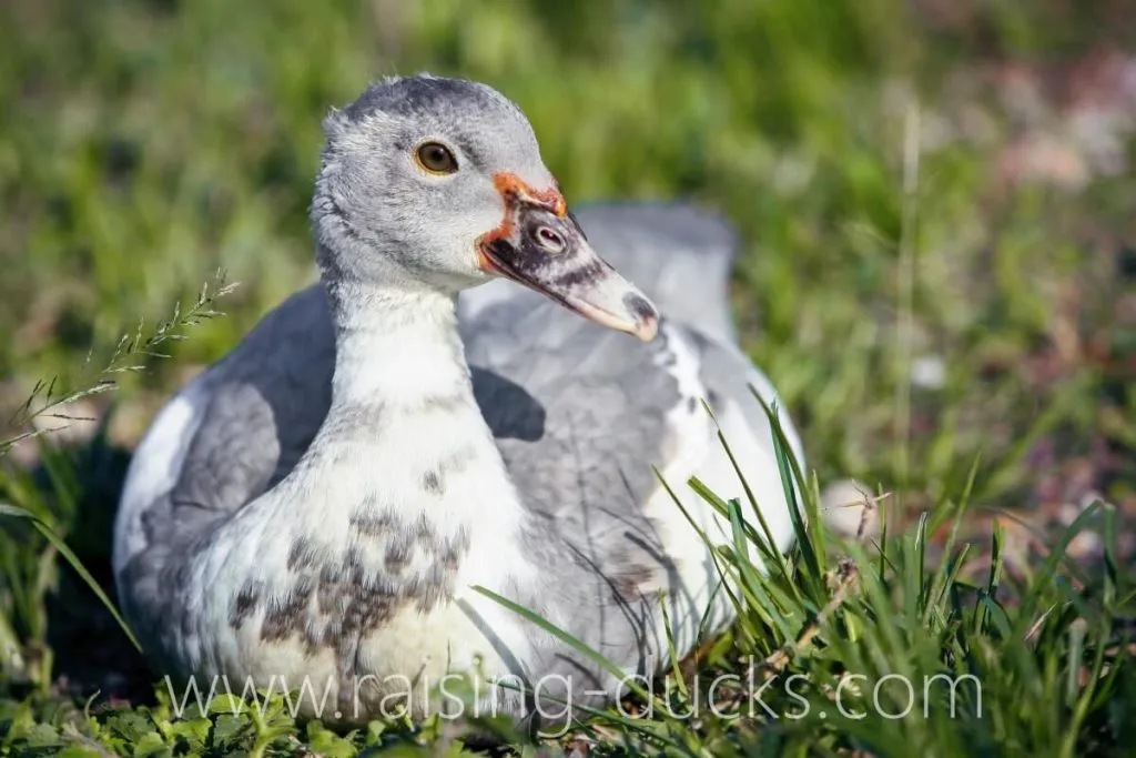 9-week-old male muscovy duck outside grass