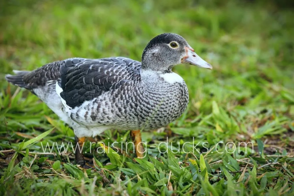 sexing muscovy ducks 9-week-old female juvenile foraging free range