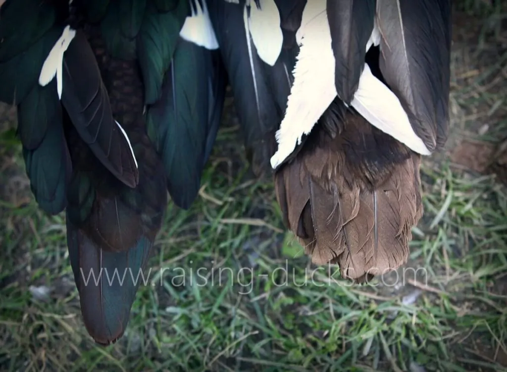adult muscovy duck tails male vs female sexing