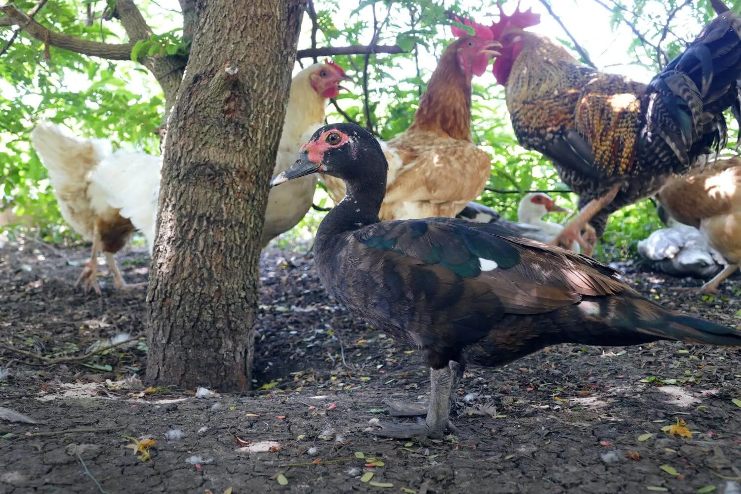 Keeping ducks and chickens together your ultimate guide — Raising Ducks