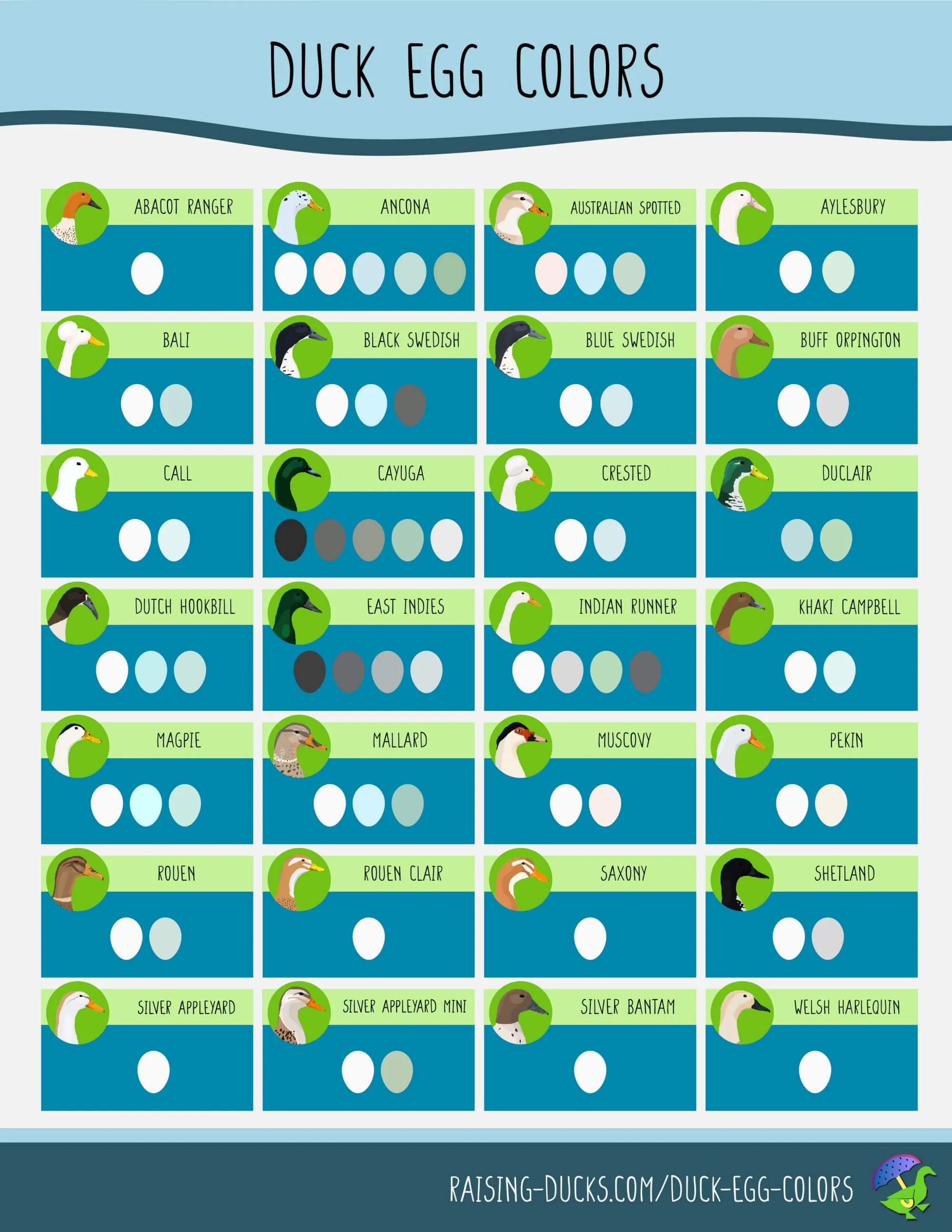 duck egg color chart by breed infographic