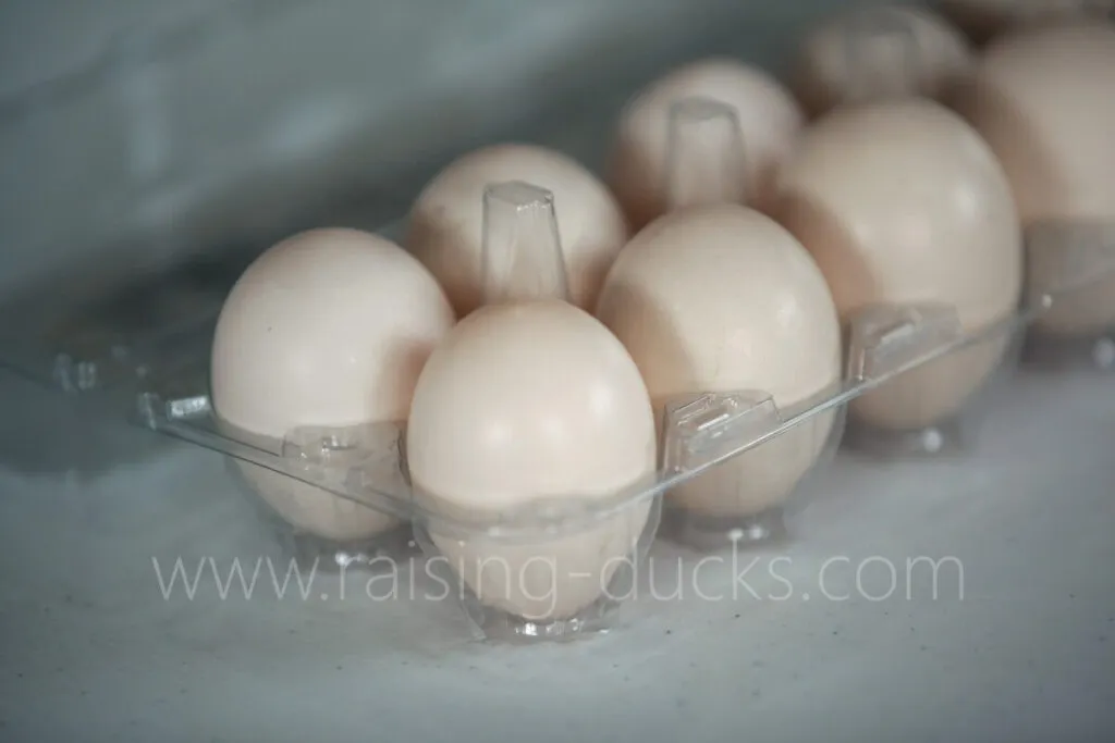 free-range muscovy duck eggs