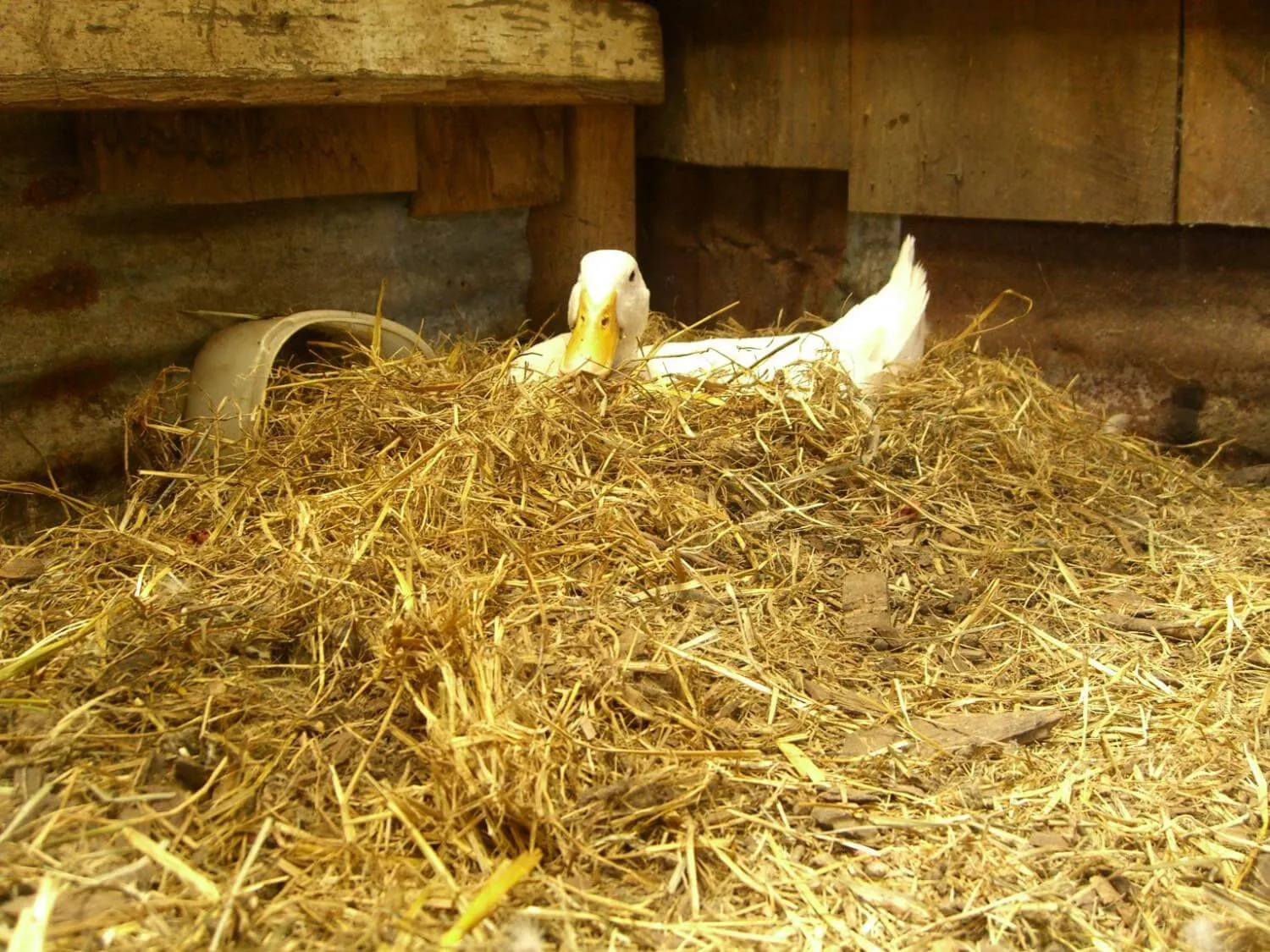 white duck in nest made of straw